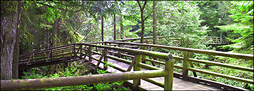 [Bridges made of logs, in the forest]